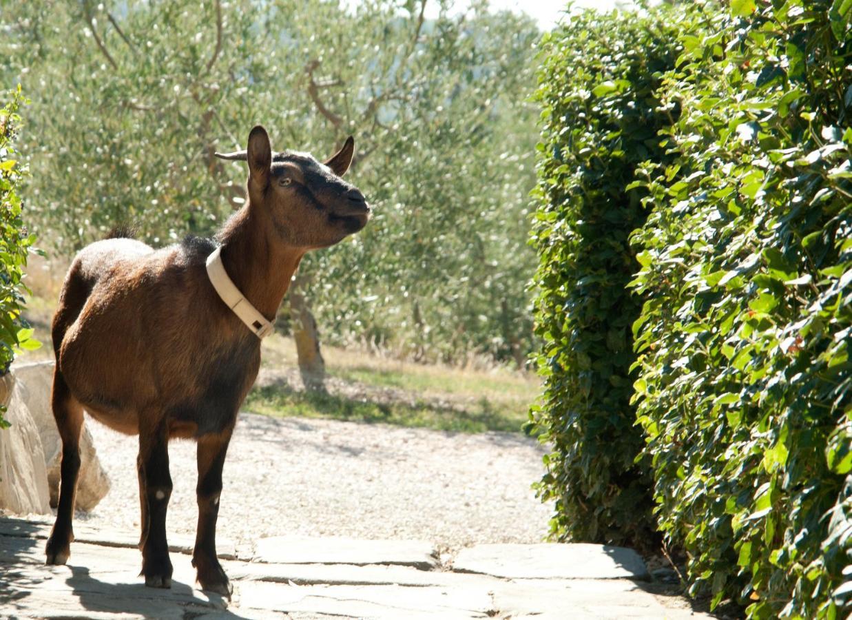 Tenuta Di Forte Sorgnano Gualdo Cattaneo المظهر الخارجي الصورة